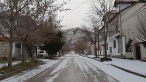 acari
