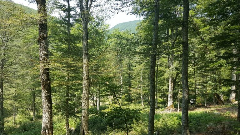 sipërfaqen pyjore