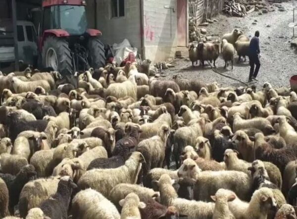 Rënia vit pas viti e blegtorisë, fermerët kërkojnë mbështetje