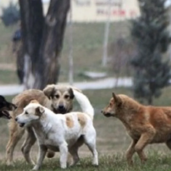 Tetë vjeçari sulmohet për vdekje nga një qen në Maqedoninë&hellip;