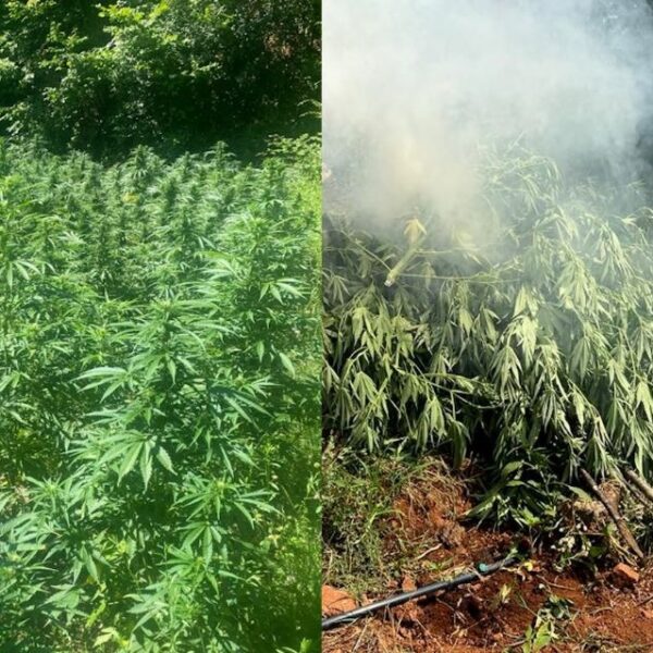 Megaoperacion antidrogë në Shkodër, asgjësohen 3491 rrënjë kanabis