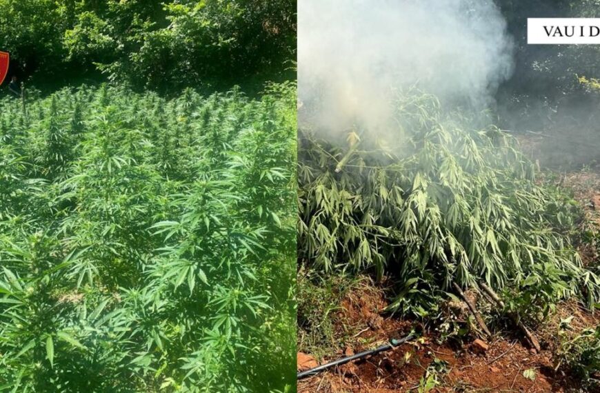Megaoperacion antidrogë në Shkodër, asgjësohen 3491 rrënjë kanabis