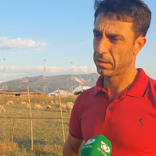 Kope me 1 mijë dele! Vështirësitë e blegtorit ish-emigrant