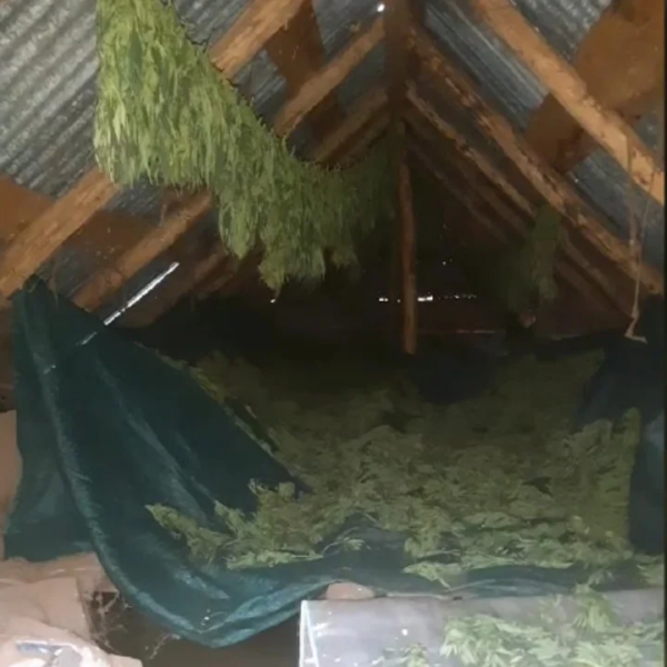 Malësi e Madhe/ Thanin kanabis në një ambient afër shtëpisë, arrestohet&hellip;